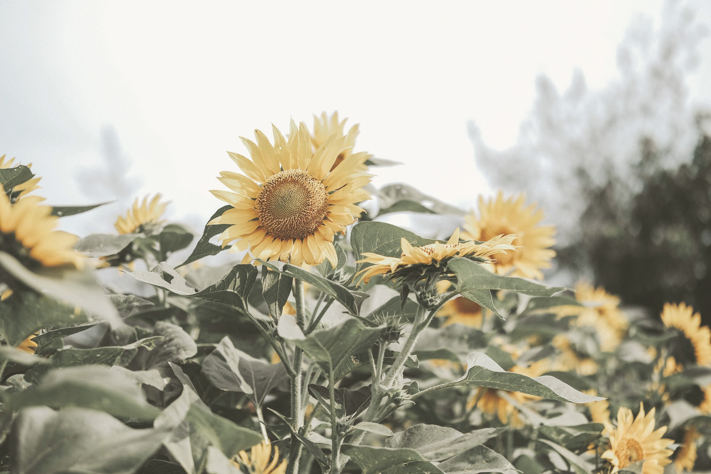 Close-Up Photo of Sunflowers