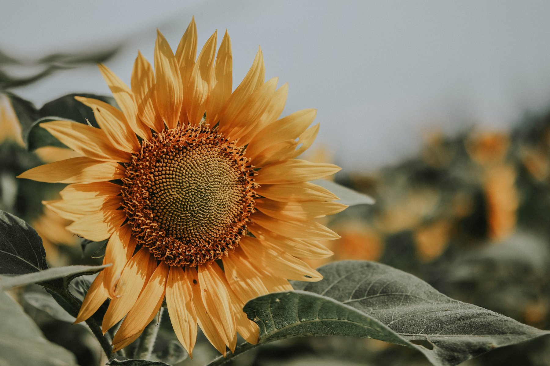 Close-Up Photo of Sunflower